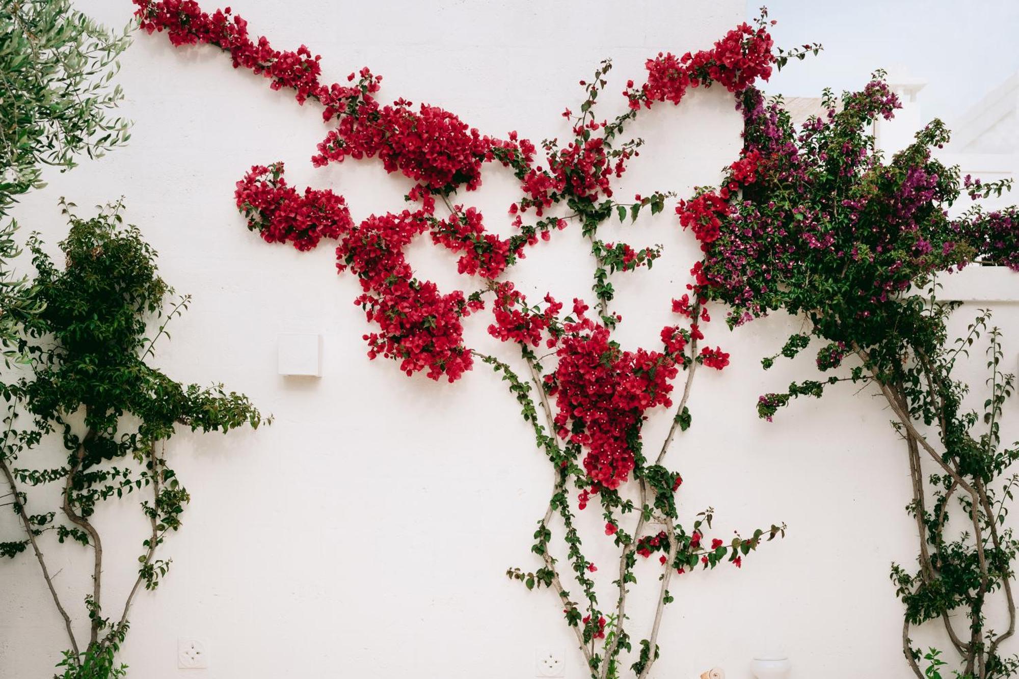 Oltre Gli Ulivi Bed and Breakfast Ostuni Εξωτερικό φωτογραφία